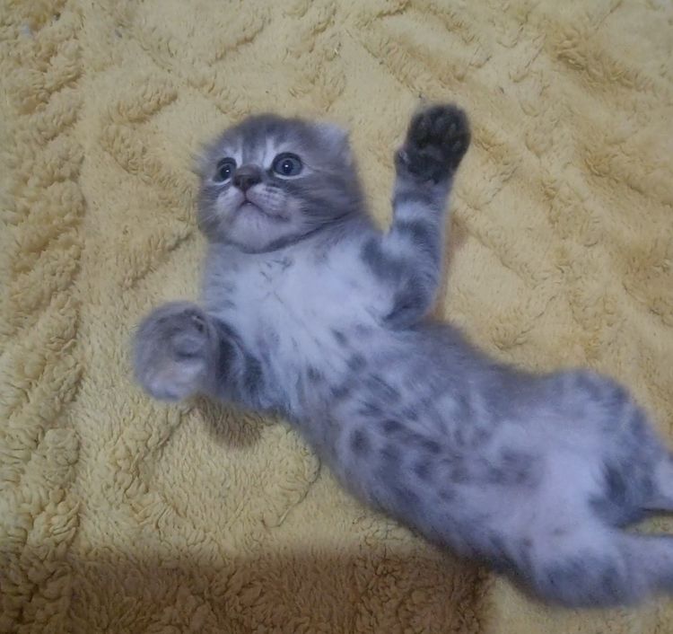 American curl  รูปที่ 3