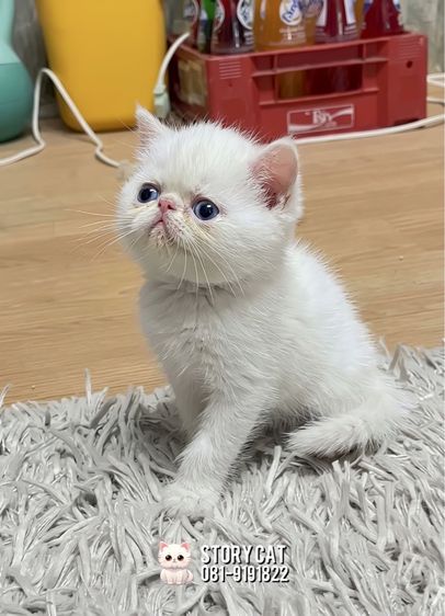 เปอร์เซีย (Persian) แมวเปอร์เซีย