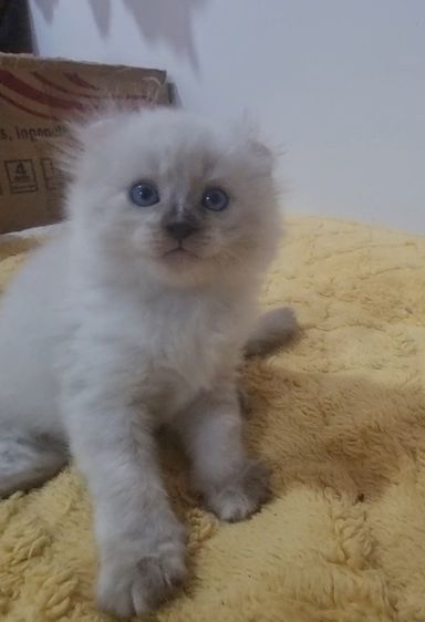 American curl  รูปที่ 6