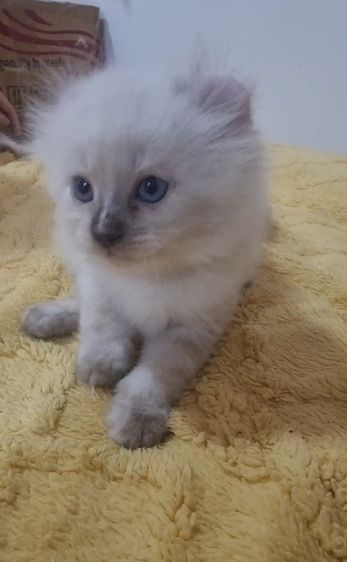 American curl  รูปที่ 3