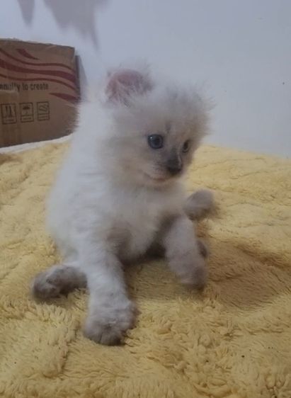 American curl  รูปที่ 7