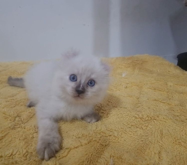 American curl  รูปที่ 2