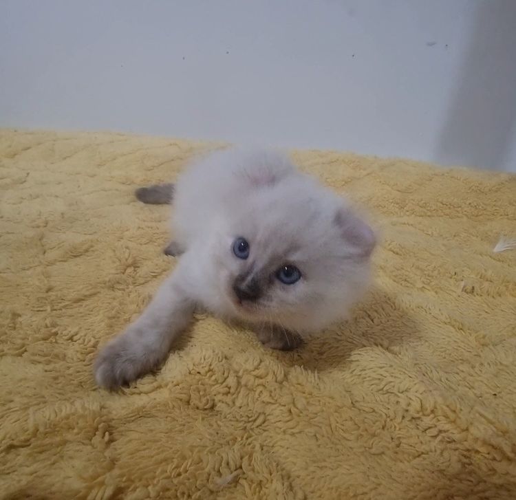 American curl  รูปที่ 8