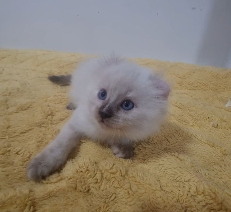 American curl  รูปที่ 4