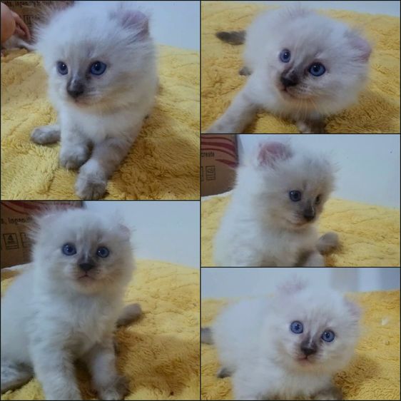 อเมริกัน เคิร์ล (American Curl) American curl 