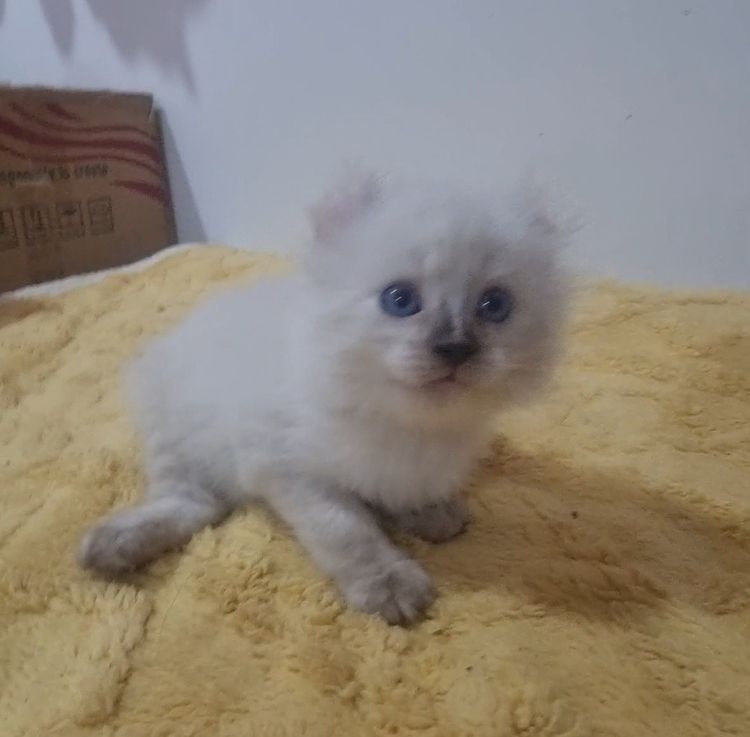 American curl  รูปที่ 5