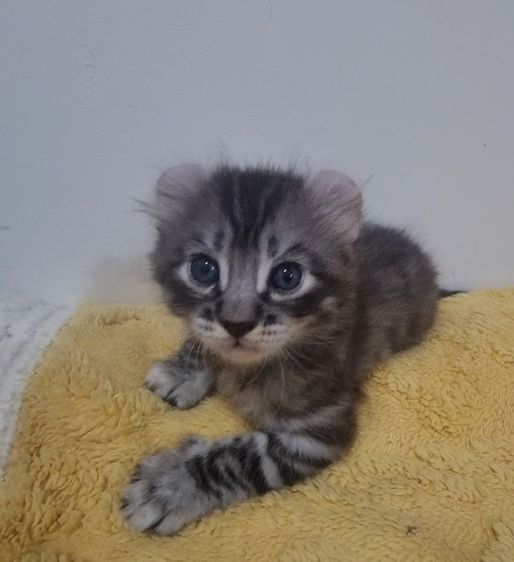 American curl  รูปที่ 2