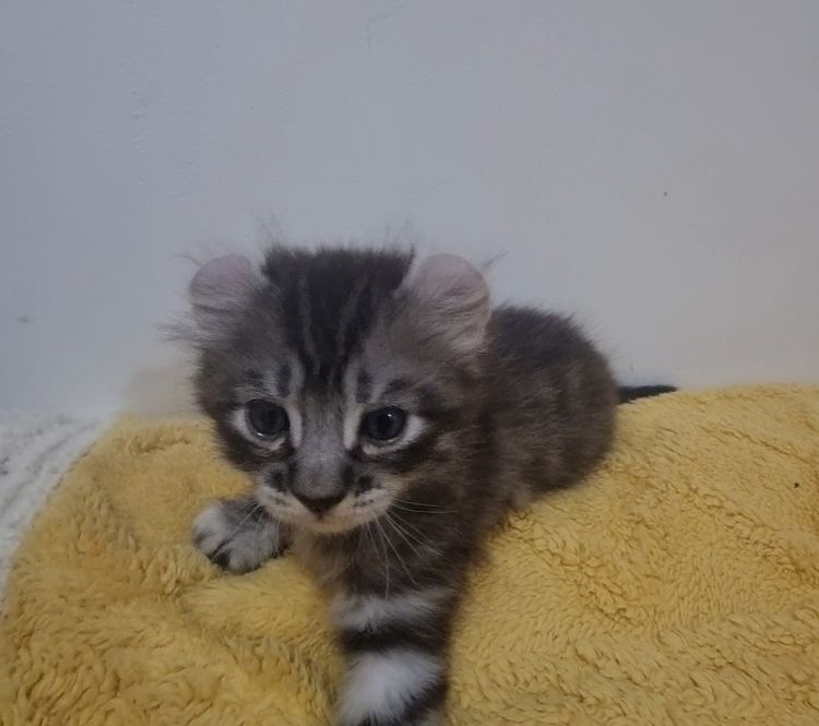 American curl  รูปที่ 3