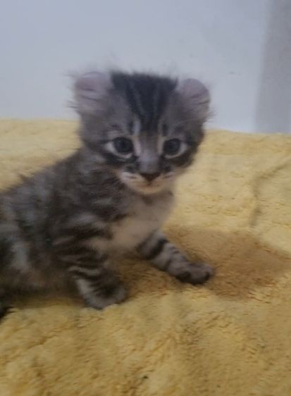 American curl  รูปที่ 5
