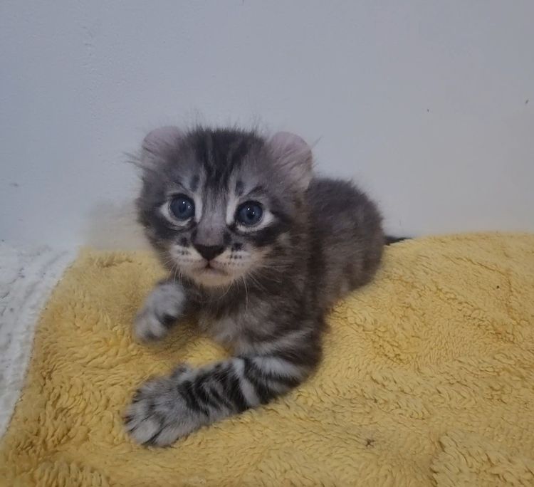 American curl  รูปที่ 4