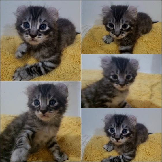 อเมริกัน เคิร์ล (American Curl) American curl 