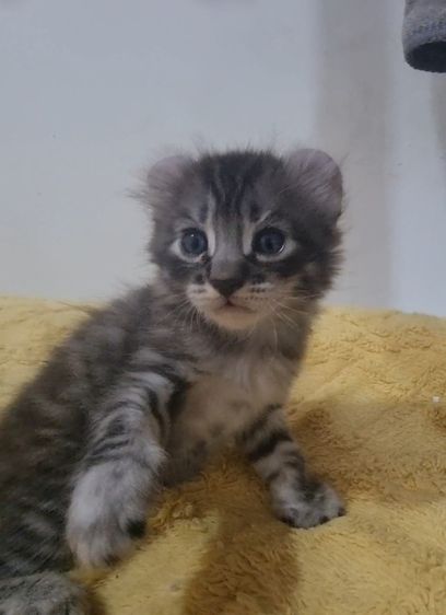American curl  รูปที่ 6