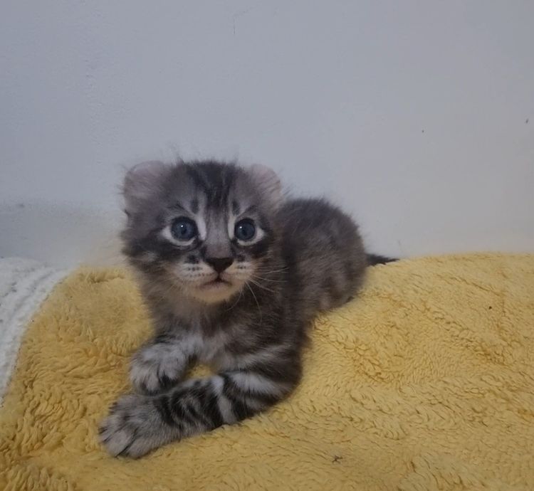 American curl  รูปที่ 7