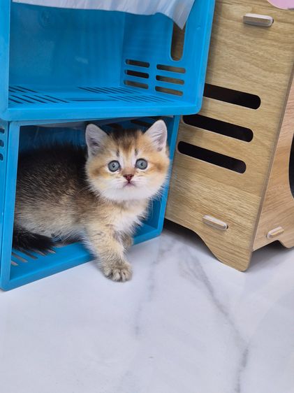 บริติช ชอร์ตแฮร์ (British Shorthair) รูปที่ 6