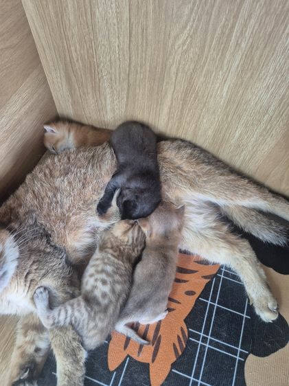 บริติช ชอร์ตแฮร์ (British Shorthair) รูปที่ 8