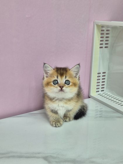 บริติช ชอร์ตแฮร์ (British Shorthair) รูปที่ 7