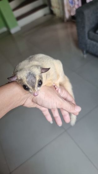 ชูก้า