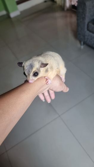 ชูก้า รูปที่ 2