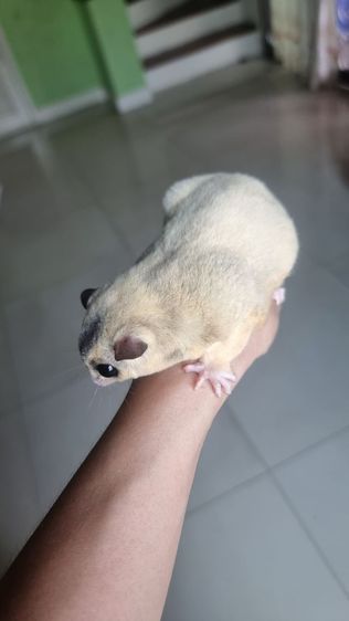 ชูก้า รูปที่ 4