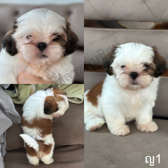 ชิสุ (Shih Tzu) เล็ก ชิสุแท้ ❌ได้บ้านหมดแล้ว❌