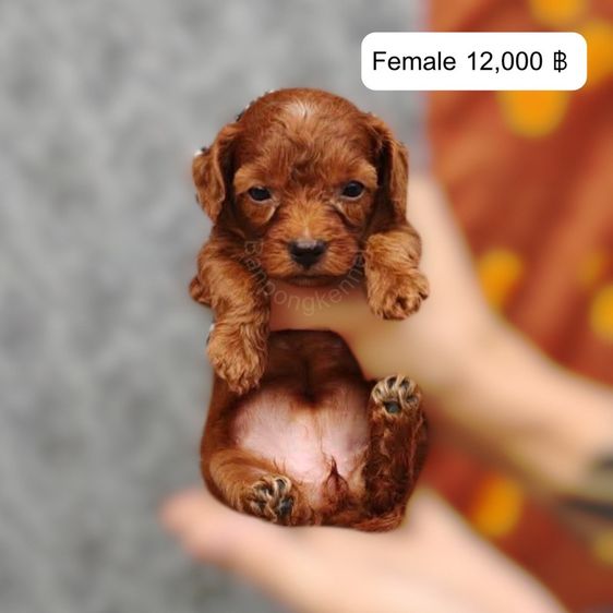 พุดเดิ้ล (Poodle) พุดเดิ้ลทอย