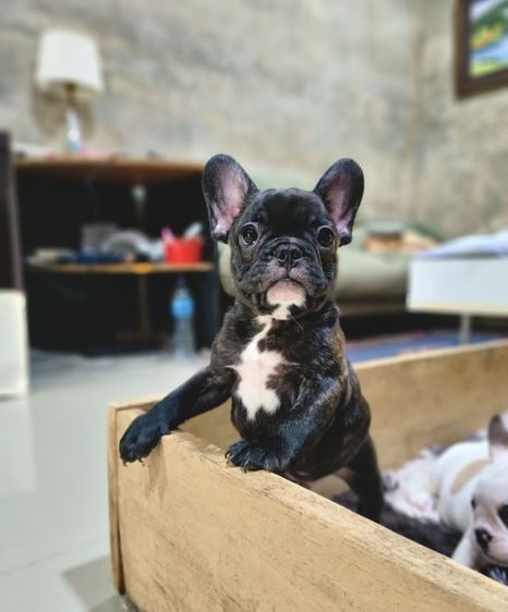 เฟรนช์ บูลด็อก (French Bulldog) เล็ก เฟรนช์บูลด็อก