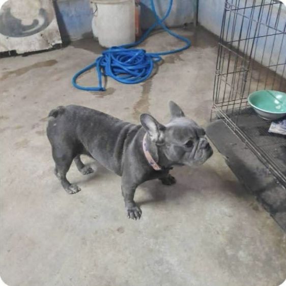 เฟรนช์ บูลด็อก (French Bulldog) กลาง แม่พันธุ์เฟรนบลูด็อกให้ลูกมาแล้ว2คอก(ติดจอง)