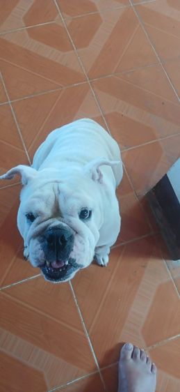 บูลด็อก (Bulldog) กลาง บลูด็อกหมาสาวอายุ1ปี