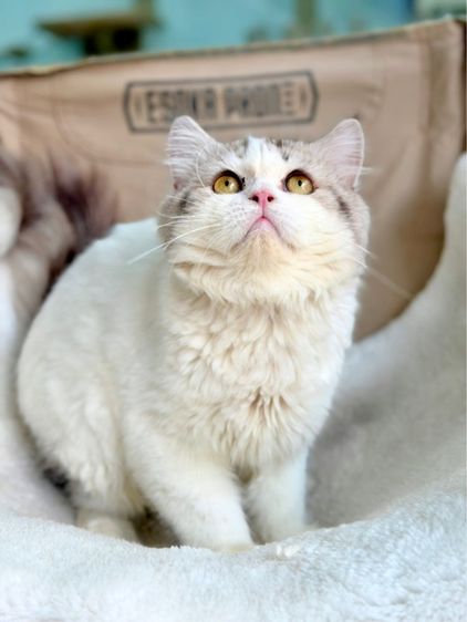 สก็อตติช โฟลด์ (Scottish Fold) แมวสก๊อตติช