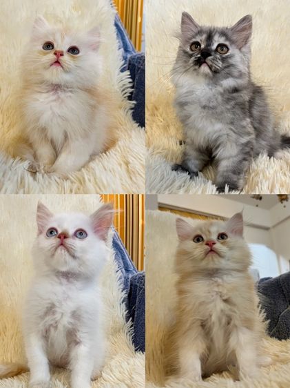 เปอเซียหลายสี