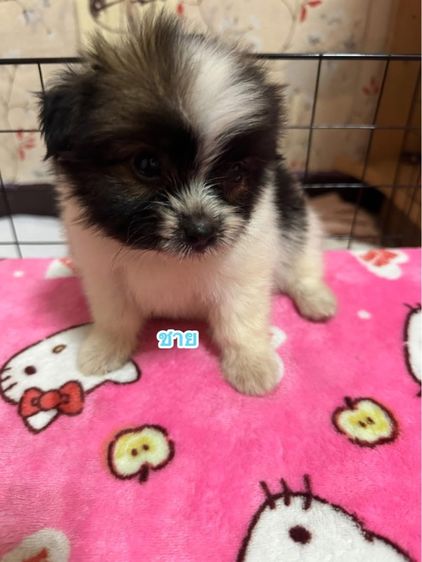 ชิสุ ชิวาว่า รูปที่ 3
