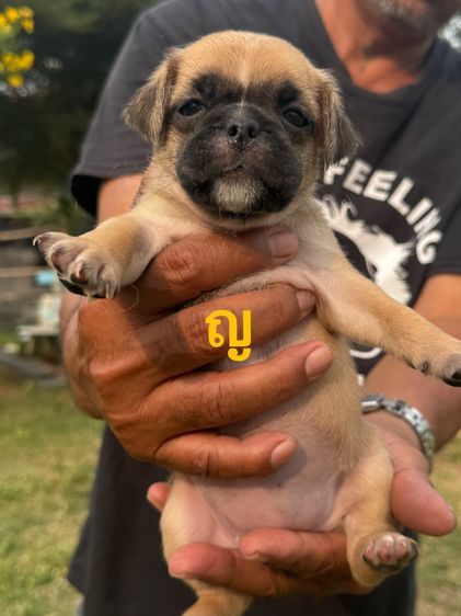 ปั๊ก (Pug) เล็ก ลูกสุนัข
