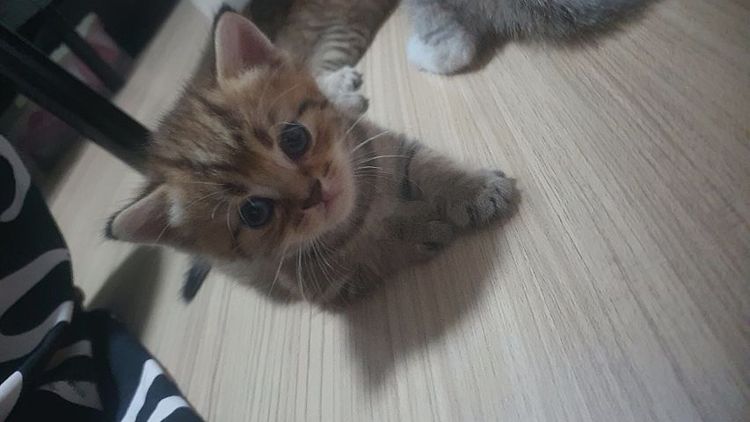 บริติช ชอร์ตแฮร์ (British Shorthair) ลูกแมวผสมบริติสกับอเมริกันช๊อตแฮร์