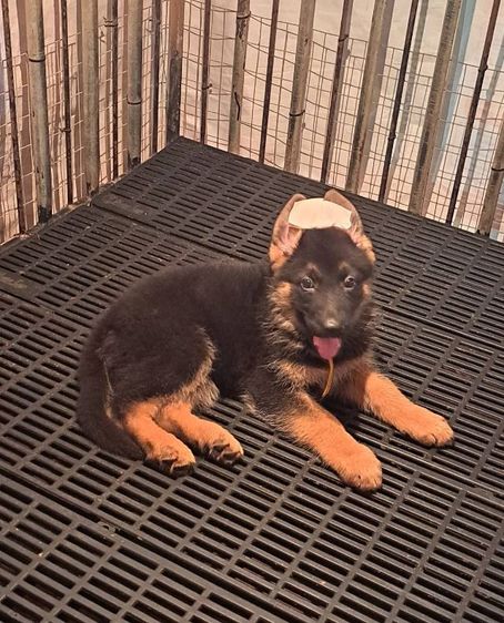 เยอรมันเชพเพิร์ด (German Shepherd) ใหญ่  ขายลูกสุนัขเยอรมันเชพเพิร์ดแท้