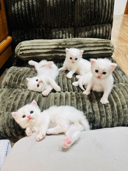 เปอร์เซีย
