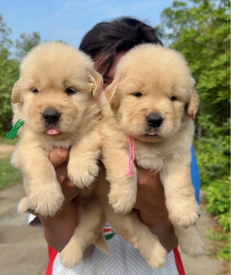 โกลเด้นรีทรีฟเวอร์ (Golden Retriever) ใหญ่ โกลเด้น
