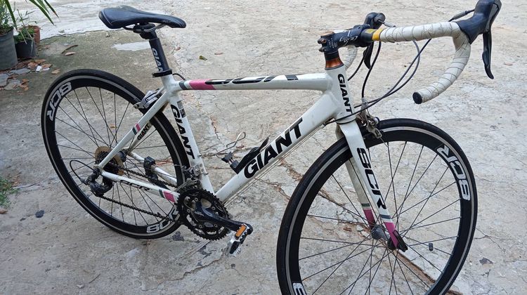 เสือหมอบ giant sizes รูปที่ 2