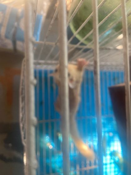 ชูก้า