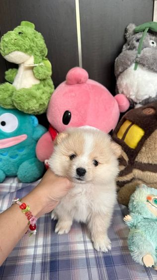 ปอมเมอเรเนียน (Pomeranian) เล็ก ลูกสุนัข