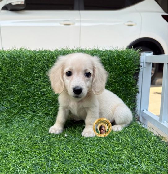 ดัชชุน (Dachshund) เล็ก ดัชชุน long haired