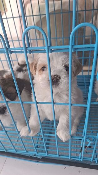 ชิสุ (Shih Tzu) เล็ก ชิสุแท้