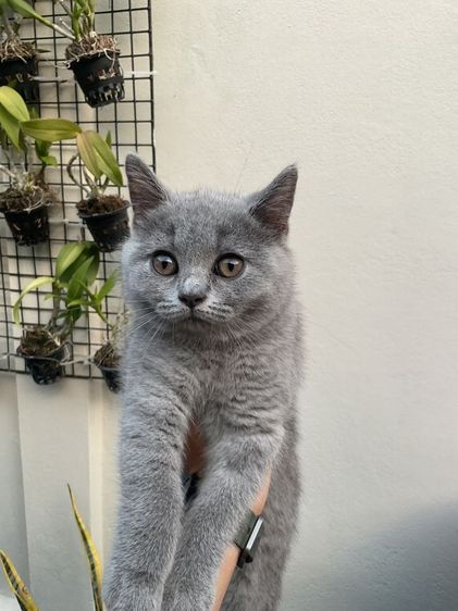 บริติช ชอร์ตแฮร์ (British Shorthair) ขายน้องเเมว ด.ญ. บริติชช็อตเเฮร์ 3เดือน