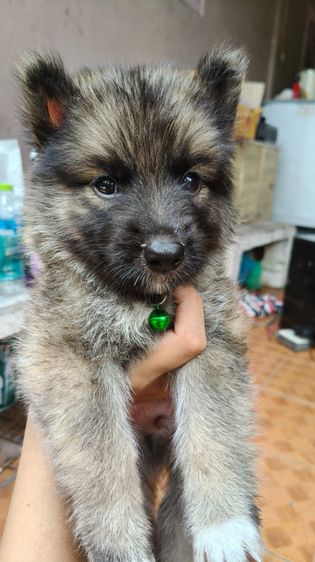 ไซบีเรียน ฮัสกี้ (Siberian Husky) เล็ก ลูกครึ่งไซบีเรียนกับเยอรมันเชพเพิร์ด