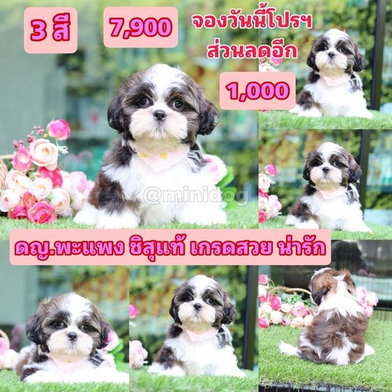 ชิสุ (Shih Tzu) เล็ก ชิสุแท้เกรดสวย