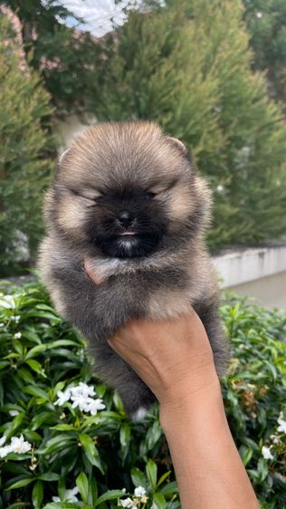 ปอมเมอเรเนียน (Pomeranian) เล็ก ปอมแท้สระบุรี2017