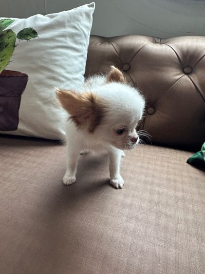 น้องหมาชิวาวา รูปที่ 2