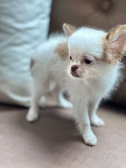 ชิวาวา (Chihuahua) เล็ก น้องหมาชิวาวา