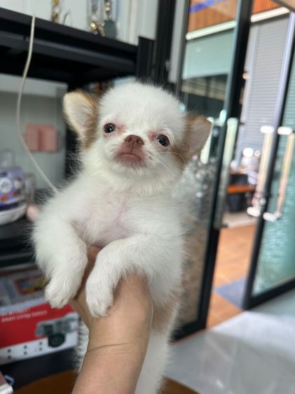 น้องหมาชิวาวา รูปที่ 3