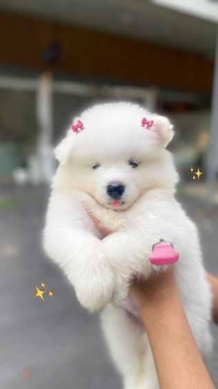 ซามอยด์ ลูกสุนัขพันธุ์ซามอยด์