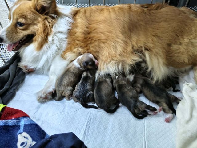 คอร์กี้